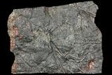 Silurian Fossil Crinoid (Scyphocrinites) Plate - Morocco #118531-1